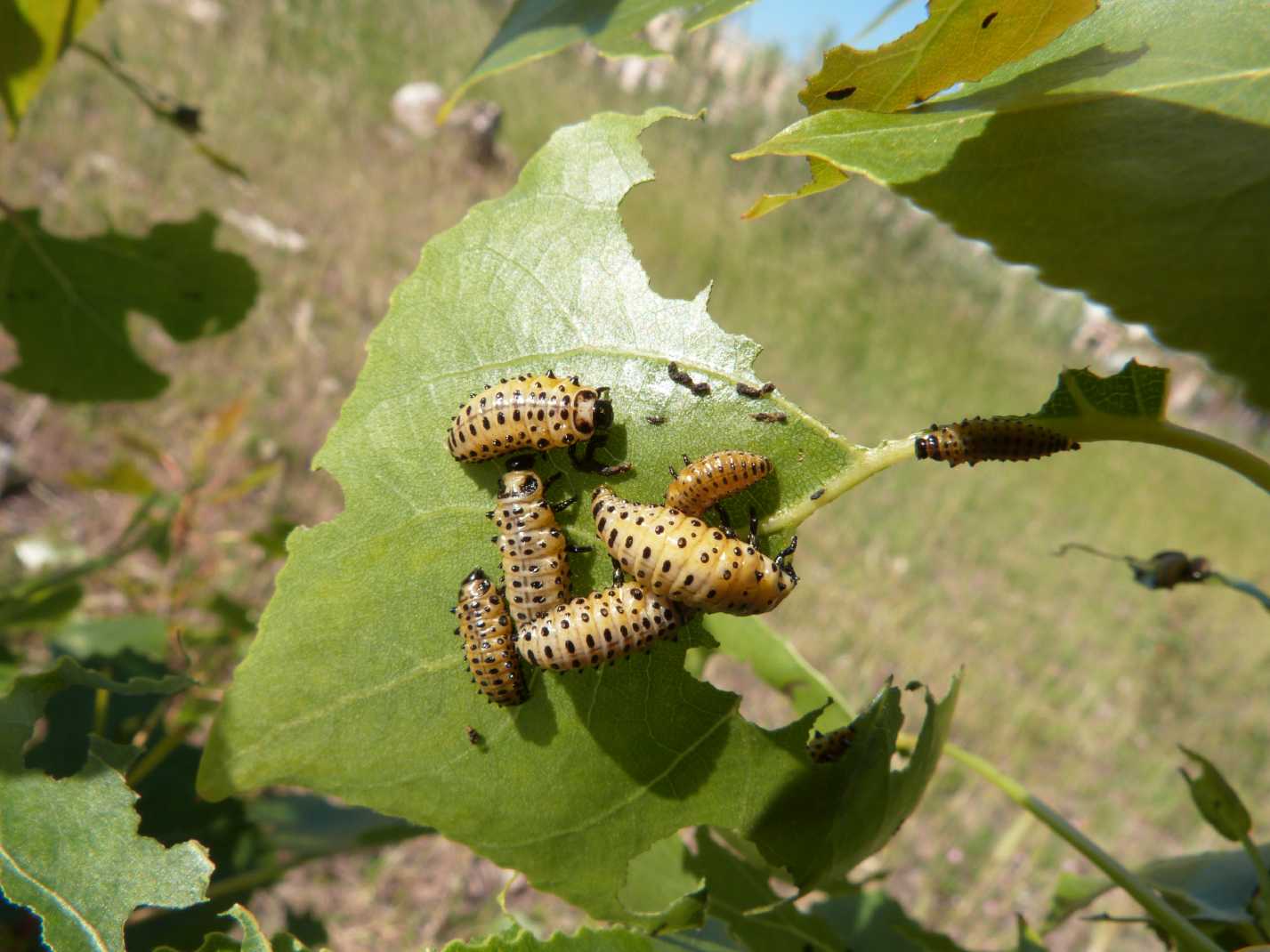 Chrysomela populi: la grande abbuffata